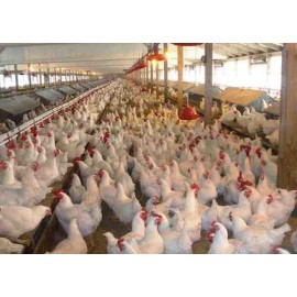 Di-calcium & Mono Calcium Phosphate (100,000 Ton / Year) Di-calcium & Mono Calcium Phosphate (100,000 Ton / Year)